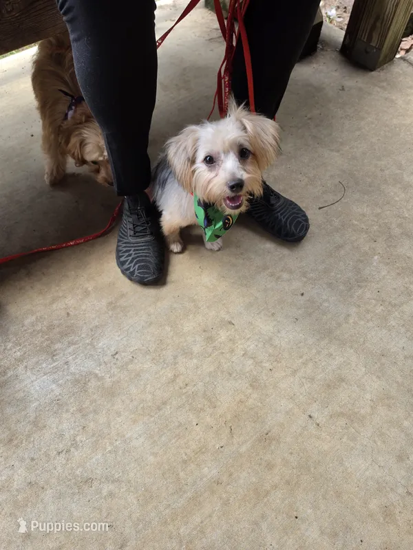 Katie – Yorkshire Terrier puppy for sale in Hemphill, TX