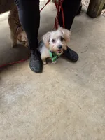 Katie, a female Yorkshire Terrier for sale in Hemphill, TX – 1 of 4