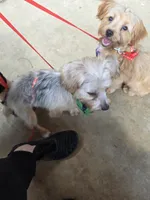 Kenny, a male Yorkshire Terrier for sale in Hemphill, TX – 3 of 3