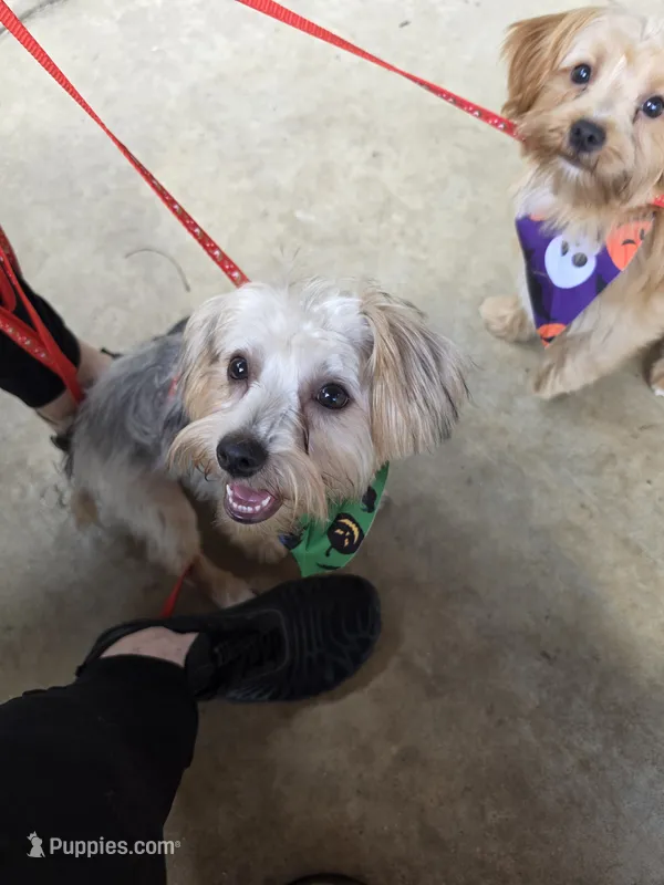 Kenny – Yorkshire Terrier puppy for sale in Hemphill, TX