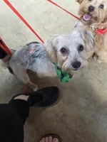 Kenny, a male Yorkshire Terrier for sale in Hemphill, TX – 2 of 3