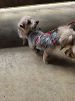 Katie, a female Yorkshire Terrier for sale in Hemphill, TX – 3 of 4