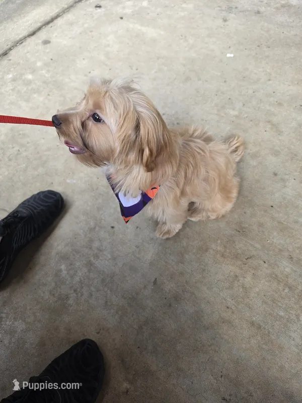 Cindy – Yorkshire Terrier puppy for sale in Hemphill, TX