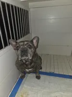 Sugar, a female French Bulldog for sale in Saint Louis, MO – 6 of 6