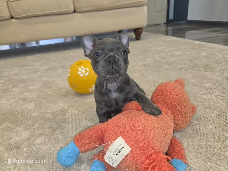 Bunny – French Bulldog puppy for sale in Saint Louis, MO
