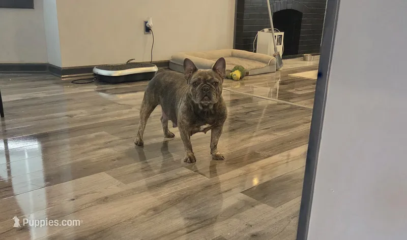 Sugar – French Bulldog puppy for sale in Saint Louis, MO