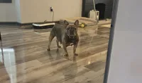 Sugar, a female French Bulldog for sale in Saint Louis, MO – 1 of 6