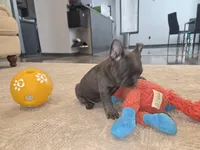 Bunny, a female French Bulldog for sale in Saint Louis, MO – 4 of 5