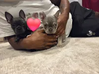 Burtha (akc), a female French Bulldog for sale in Saint Louis, MO – 2 of 2