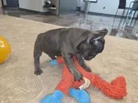 Bunny, a female French Bulldog for sale in Saint Louis, MO – 2 of 5