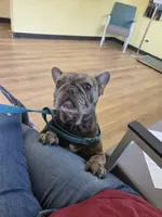 Sugar, a female French Bulldog for sale in Saint Louis, MO – 3 of 6