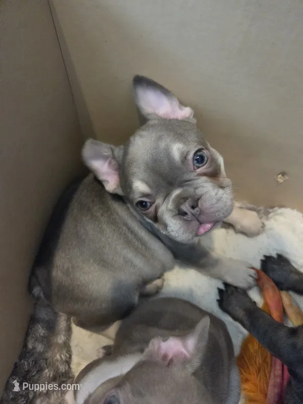 Burtha (akc) – French Bulldog puppy for sale in Saint Louis, MO