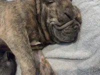 Sugar, a female French Bulldog for sale in Saint Louis, MO – 4 of 6