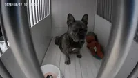 Sugar, a female French Bulldog for sale in Saint Louis, MO – 5 of 6