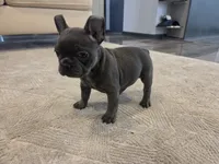 Bunny, a female French Bulldog for sale in Saint Louis, MO – 3 of 5