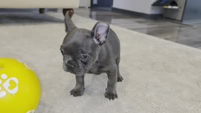 Bunny, a female French Bulldog for sale in Saint Louis, MO – 5 of 5