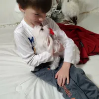 Shasta, a female Maltese for sale in Lexington, NC – Photo 3 of 5