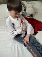 Shasta, a female Maltese for sale in Lexington, NC – Photo 3 of 5