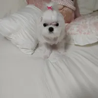 Shasta, a female Maltese for sale in Lexington, NC – Photo 1 of 5