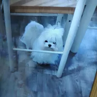 Shasta, a female Maltese for sale in Lexington, NC – Photo 5 of 5