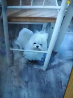 Shasta, a female Maltese for sale in Lexington, NC – Photo 5 of 5