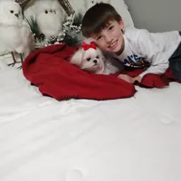 Shasta, a female Maltese for sale in Lexington, NC – Photo 4 of 5