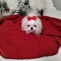 Shasta, a female Maltese for sale in Lexington, NC – Photo 2 of 5