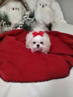 Shasta, a female Maltese for sale in Lexington, NC – Photo 2 of 5