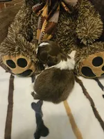 Brown and White Girl, a female Shih Tzu for sale in Conroe, TX – 2 of 2