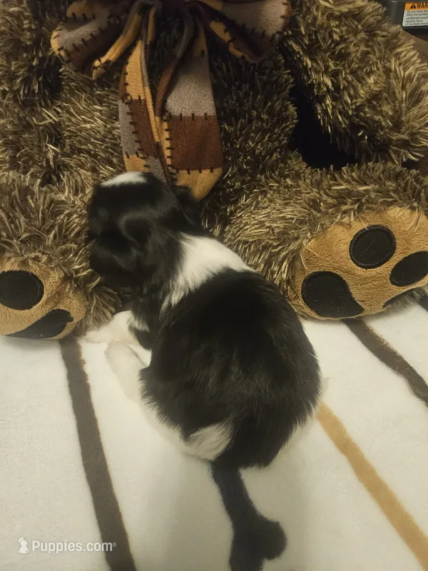 Dark Brown and White Girl  – Shih Tzu puppy for sale in Conroe, TX