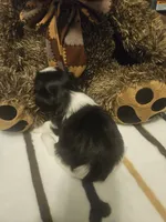 Dark Brown and White Girl , a female Shih Tzu for sale in Conroe, TX – 1 of 2