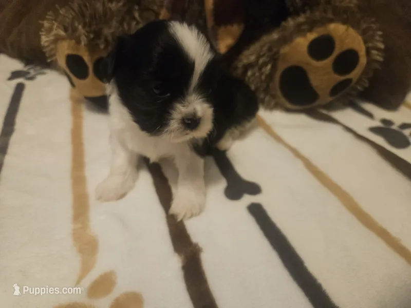 Dark Brown and White Boy – Shih Tzu puppy for sale in Conroe, TX
