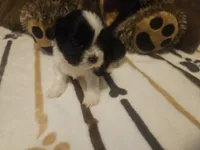 Dark Brown and White Boy, a male Shih Tzu for sale in Conroe, TX – 1 of 3