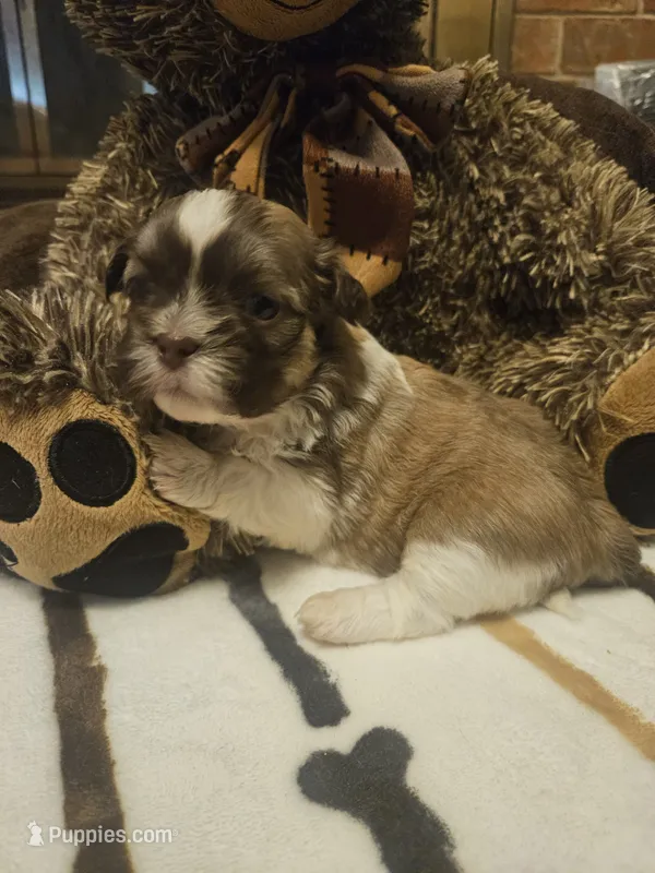 Medium brown and white boy – Shih Tzu puppy for sale in Conroe, TX