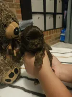 Chocolate Boy, a male Shih Tzu for sale in Conroe, TX – 3 of 3