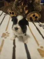 Black and White Girl , a female Shih Tzu for sale in Conroe, TX – 1 of 2