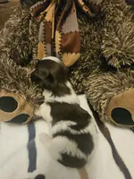 Dark Brown and White Boy, a male Shih Tzu for sale in Conroe, TX – 2 of 3