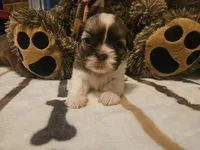 Medium Brown and white girl, a female Shih Tzu for sale in Conroe, TX – 2 of 3