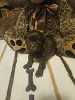 Chocolate Boy, a male Shih Tzu for sale in Conroe, TX – 2 of 3