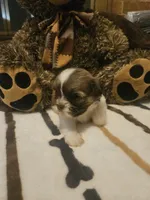 Medium Brown and white girl, a female Shih Tzu for sale in Conroe, TX – 1 of 3