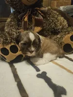 Medium brown and white boy, a male Shih Tzu for sale in Conroe, TX – 2 of 2
