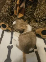 Medium Brown and white girl, a female Shih Tzu for sale in Conroe, TX – 3 of 3