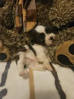 Dark Brown and White Boy, a male Shih Tzu for sale in Conroe, TX – 3 of 3