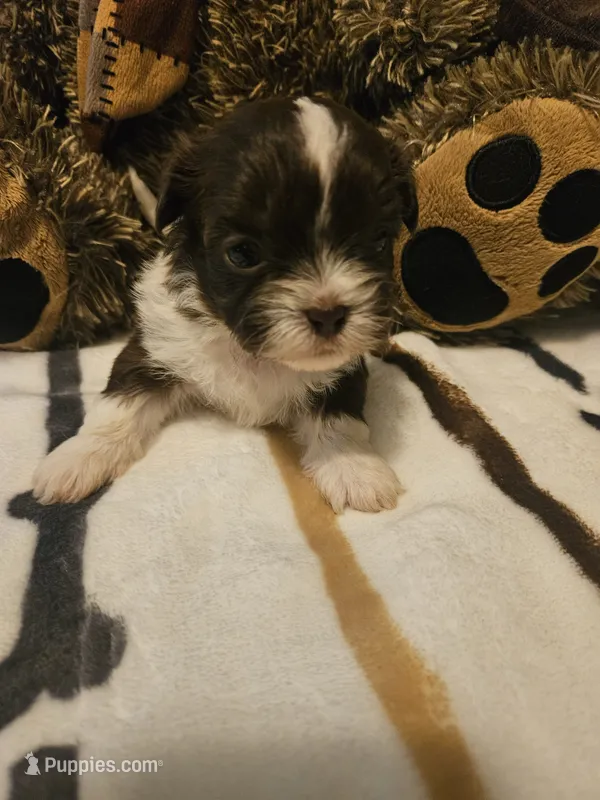 Brown and White Girl – Shih Tzu puppy for sale in Conroe, TX
