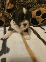 Brown and White Girl, a female Shih Tzu for sale in Conroe, TX – 1 of 2