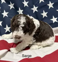 Sarge, a male Miniature Goldendoodle for sale in Kenner, LA – 10 of 10