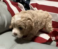 Bonnie, a female Cockapoo and Poodle - Toy  for sale in Kenner, LA – 5 of 8