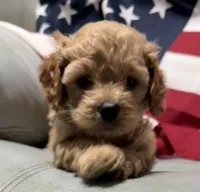 Lil’Miss, a female Cockapoo and Poodle - Toy  for sale in Kenner, LA – 1 of 10