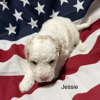 Jessie, a male Miniature Goldendoodle for sale in Kenner, LA – 4 of 10