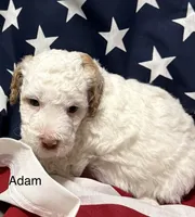 Adam, a male Miniature Goldendoodle for sale in Kenner, LA – 6 of 10